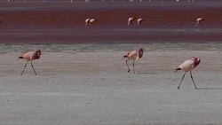 Flamingos Walking in Bolivia Stock Footage