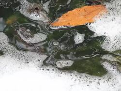 water pollution Stock Footage