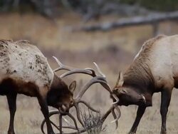 MS Two large bull elk fighting during rut / Estes Park, Colorado, United States Stock Footage