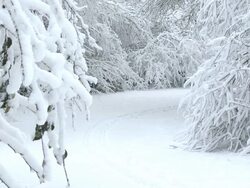 MS Heavy snow covered on trees during winter / Saarburg, Rhineland-Palatinate, Germany Stock Footage