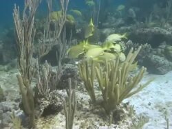 French Grunts Stock Footage