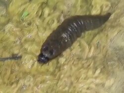 Long beetle larva crawling Stock Footage