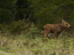MS PR  shot of a (Alces alces) newborn moose calf running along the banks of the Colorado River at dusk Stock Footage