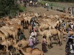 Overview of camel fair Stock Footage