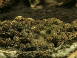 Medium Close Up static _ The remains of a papaya mold and continue to decay Stock Footage