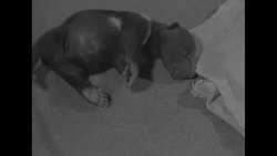 Newborn baby bear in Copenhagen News Clip