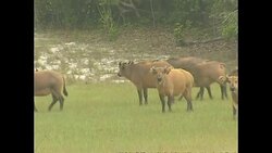 Buffalo grazing in Loango National Park News Clip