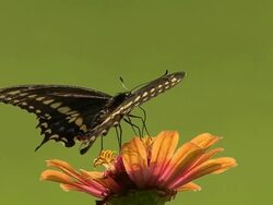 Black butterfly on an orange flower Stock Footage