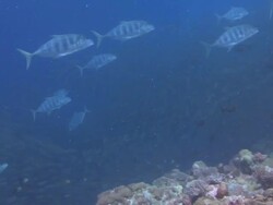 Trevally Hunting Stock Footage