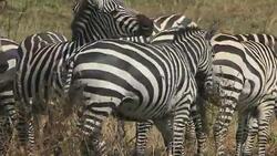 Zebra Grazing at Savannah Stock Footage