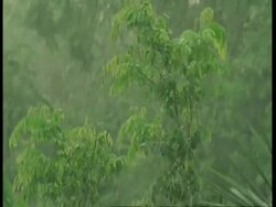 MS Tilt down, Rainforest plants in rain and blustery wind, Amazon Stock Footage
