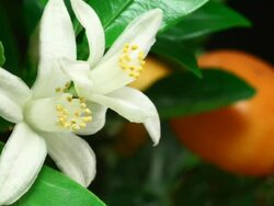 Orange blossom blooming in time lapse video. HD Stock Footage