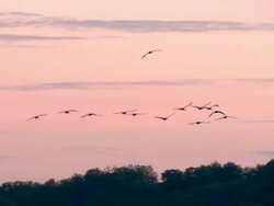 European Cranes (Grus grus) in flight over wetland, North East Extremadura in Dehesa. Stock Footage