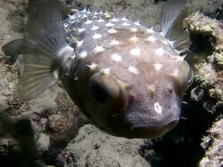 Pufferfish Stock Footage