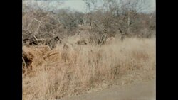 Hyena in Kruger National Park Stock Footage