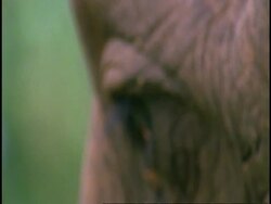 CU Indian Elephant, Elephas maximus eye, Western Ghats, India Stock Footage