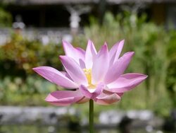 CU Pink water lily / Tirta Ganga, Indonesia  Stock Footage
