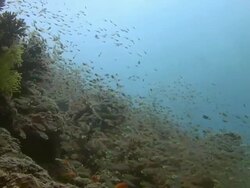 Glassfish Stock Footage