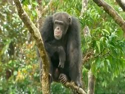 MCU Chimpanzee sitting in tree in rain, rocking its head Stock Footage