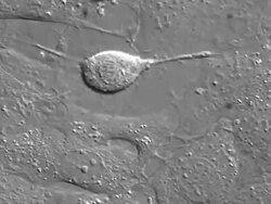 Cell division in cultured cells. Stock Footage