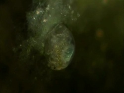 Cypris: freshwater ostracod, with embryos Stock Footage