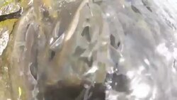 Pearl Mullet Fish Stock Footage