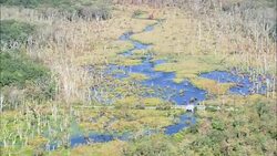 Great Swamp Wildlife Reservation  - Aerial View - Rhode Island, Washington County, United States Stock Footage