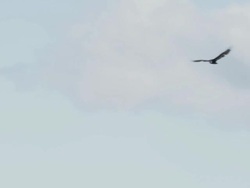 MS TS Shot of hawk flies in sky / Cornelius, Oregon, United States  Stock Footage