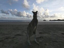 Kangaroo on the beach at sunrise Stock Footage