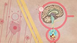 TED-Ed: The surprising reason you feel awful when you're sick - Marco A. Sotomayor Instructional Video