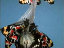 CU Tilt down, Group of Common Jezebel butterfly (Delias nigrina) resting on branch after emerging from pupae, Australia Stock Footage