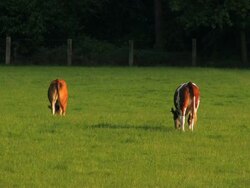 NTSC:Cattle Stock Footage