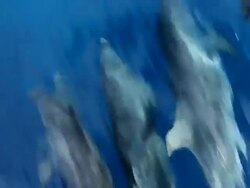Dolphin's swimming. Stock Footage