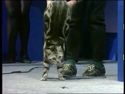 Japan - Cat Day Instructional Video