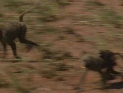 Young baboon nervously crosses water; with audio, Kenya Stock Footage