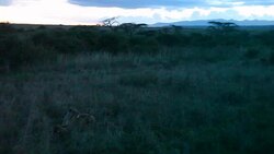 CLEAN : Conservationists warn lions News Clip