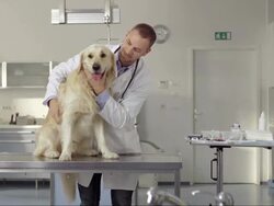 Portrait Of A Friendly Veterinarian Stock Footage
