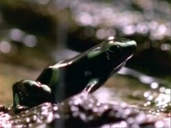 Poison Dart Frog, Dendrobates, CU frog in rain, facing right, jumps.  Panama. Stock Footage