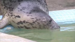 Grey seals in a Cornish seal sanctuary News Clip