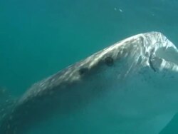 Whale shark, ascends, pass by camera, Mozambique  Stock Footage