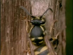 CU Common Wasp (Vespula vulgaris) collecting wood fibres, England Stock Footage