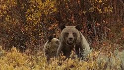 MS/SLOMO  shot of a grizzly bear  (Ursus arctos horribilis) sow with a cub as they interact while sitting in a patch of golden fall willows Stock Footage