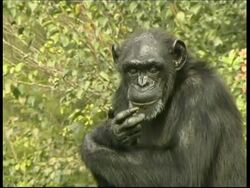 Chimpanzee, Pan troglodyte, adult with grey beard licks fingers and chews looking around, upper half sits resting arms crossed over knees, soft focus tree leaves in background, sunny Stock Footage