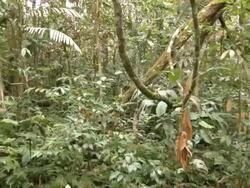 Tangle of lianas hanging in the rainforest understory, Ecuador Stock Footage