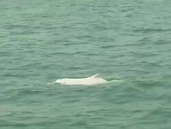 Mid Shot Dolphin in Sea Hong Kong Kwangtung China Stock Footage