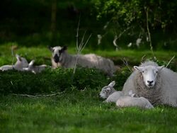 England in Spring Stock Footage
