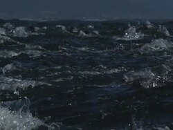 Dolphins Stock Footage