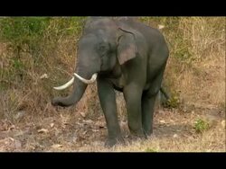 Elephant (Elephas maximus) turns to flee, Nagarahole, Southern India Stock Footage