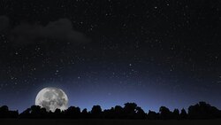Tree silhouette in moonlight Stock Footage