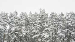Pine trees covered with snow. Stock Footage